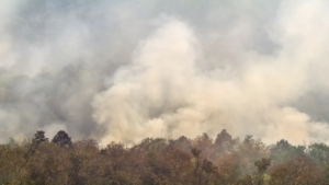 Brasilien: Rovdrift og klimaforandringer fører til flere skovbrande i år